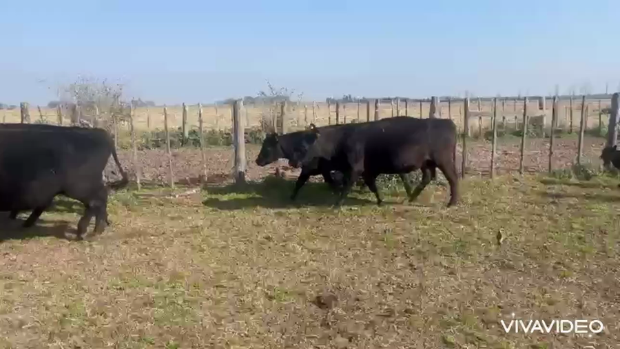 Lote 15 Vacas CUT preñadas