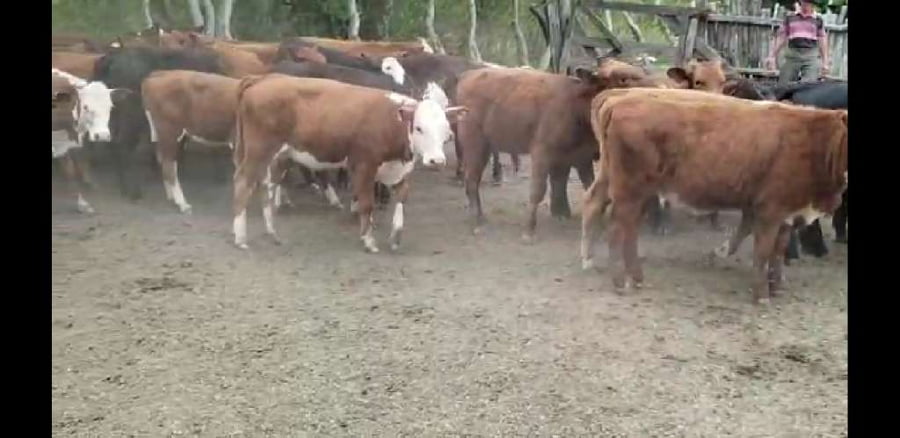 Lote 70 Terneros en Villaguay, Entre Ríos