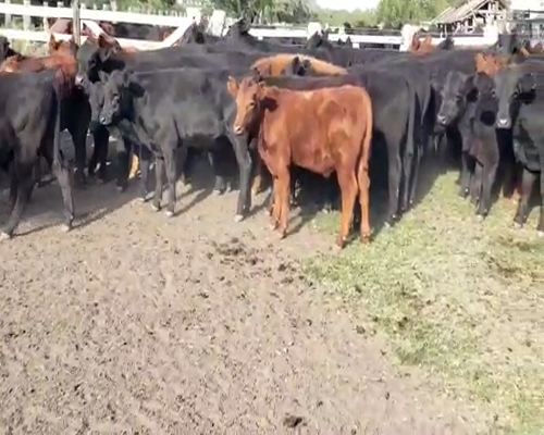 Lote 50 Terneros en Villaguay, Entre Ríos