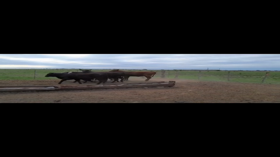 Lote 8 Vaquillonas Brangus en Gdor. Crespo, Santa Fe