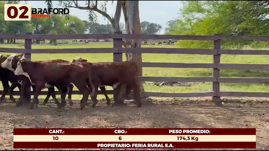 Lote LOTE 2 - HEMBRAS TIPO BRAFORD