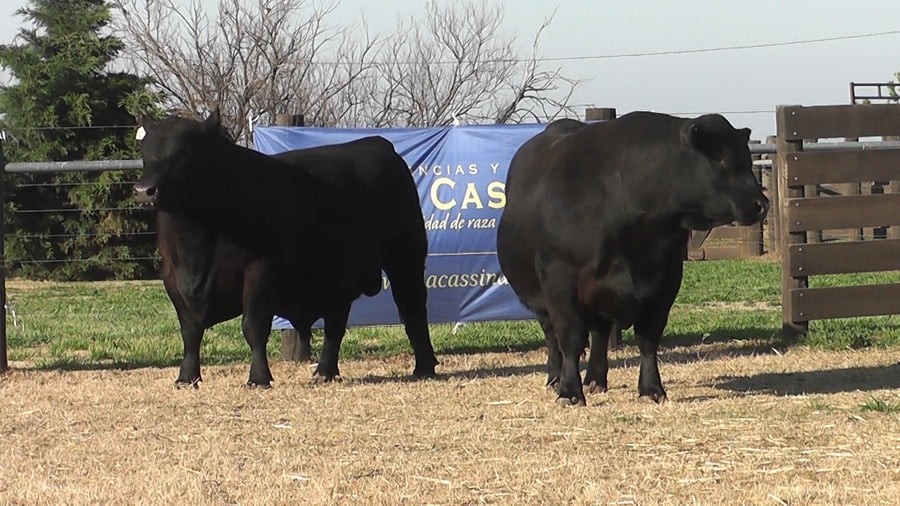 Lote TOROS ANGUS PP