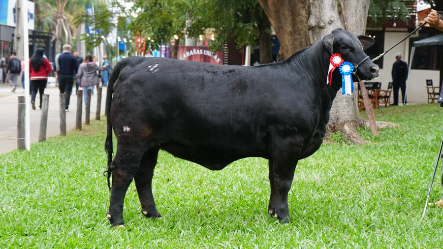 Lote Brangus a Bozal Expo 2022 RP 2777- Lote 16
