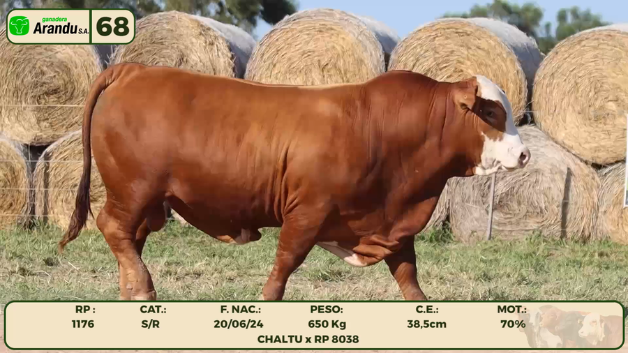 Lote LOTE 68