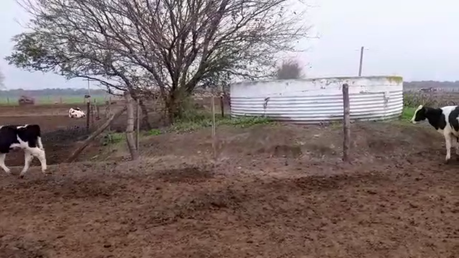 Lote 22 Terneros en Santa Fe, Galisteo