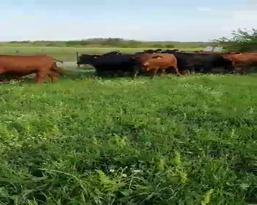 Lote 66 Vaquillonas en Villa Elisa, Entre Ríos