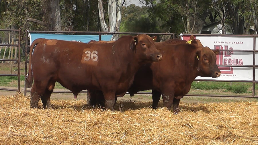 Lote TOROS ANGUS COLORADOS PC