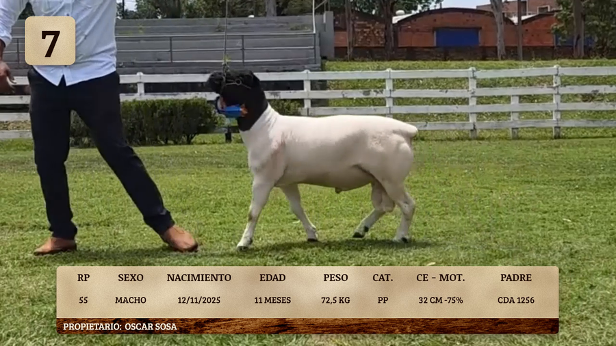 Lote LOTE 7
