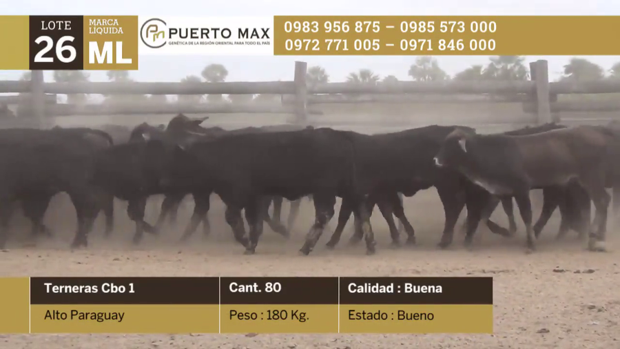 Lote Terneras más de 170 kg