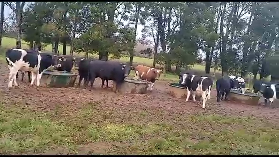 Lote 45 Novillo Gordo en Mariquina, XIV Región Los Ríos