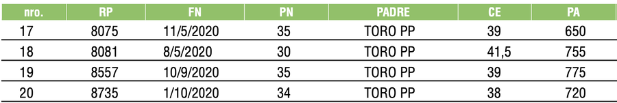 Lote TOROS ANGUS NEGROS PC