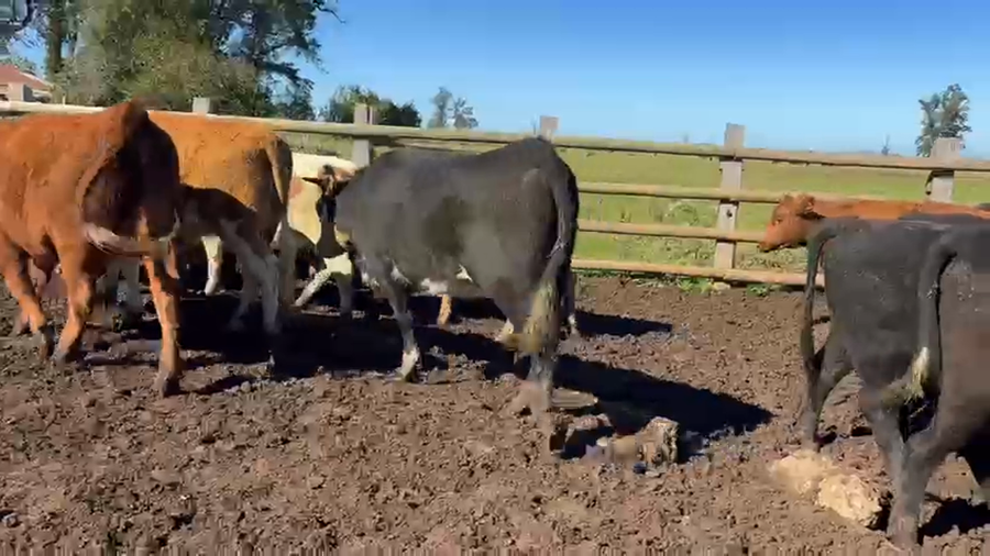 Lote 50 Vaquilla Engorda en Perquenco, IX Región Araucanía