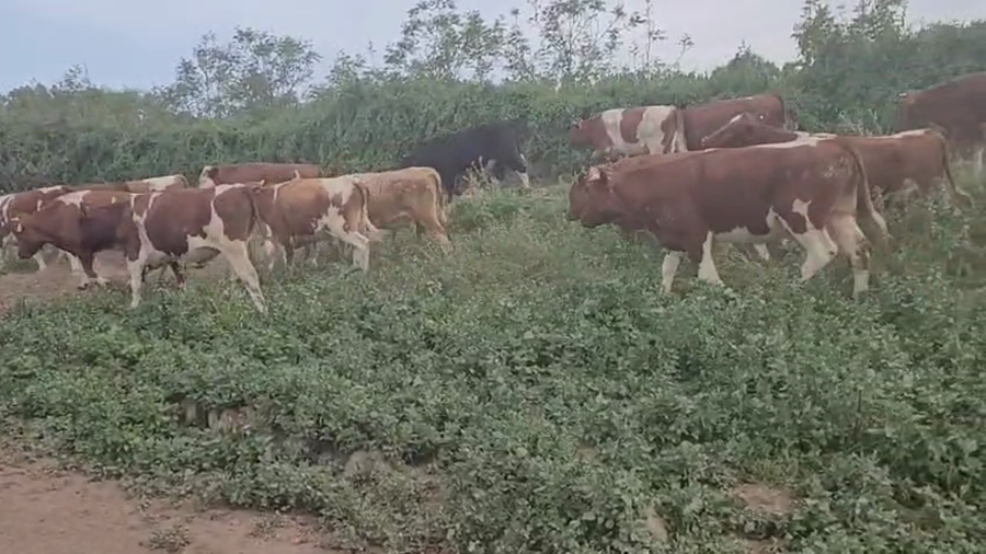 Lote 45 Novillo Engorda en San Pedro, Región Metropolitana