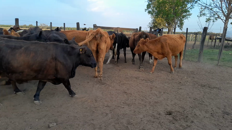 Lote 16 Vacas preñadas Brangus y Angus en La Penca, Santa Fe