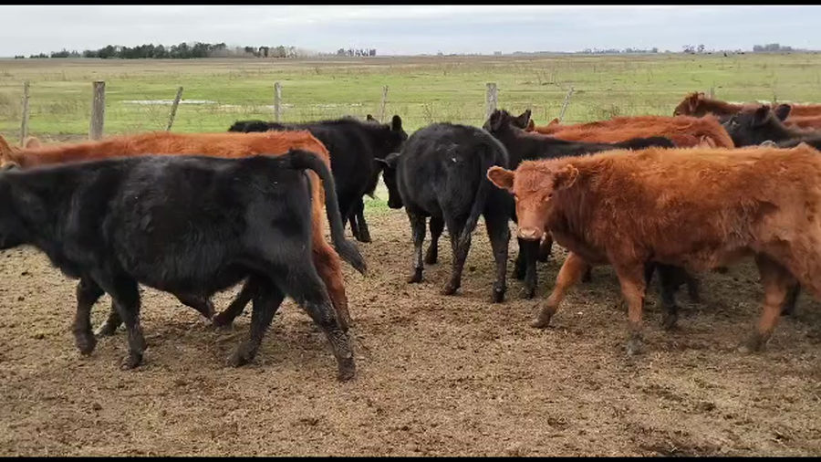 Lote 70 TERNS. MACHOS Y HEMBRAS, GRAL. ALVEAR, BS AS.