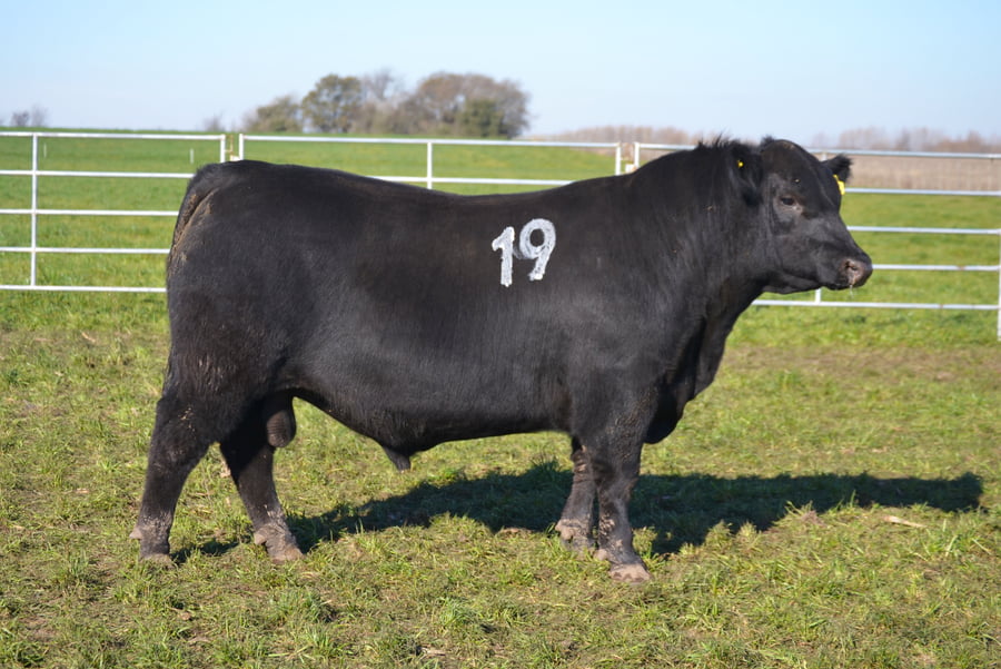 Lote TOROS PEDIGREE H401 H509