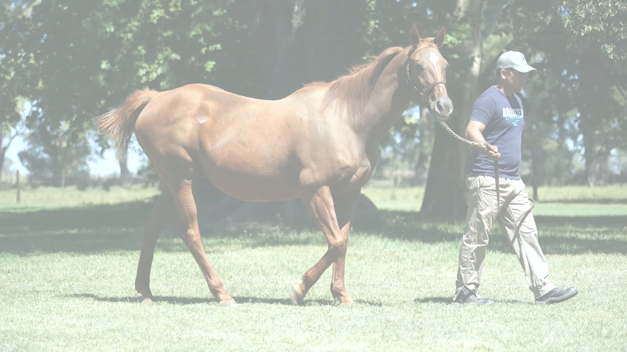 Lote TARTARA KEY (KEY DEPUTY -  PURA SALSA CAT)  VACIA.  C/DERECHO A SERVICIO DE CITYSCAPE 2026'