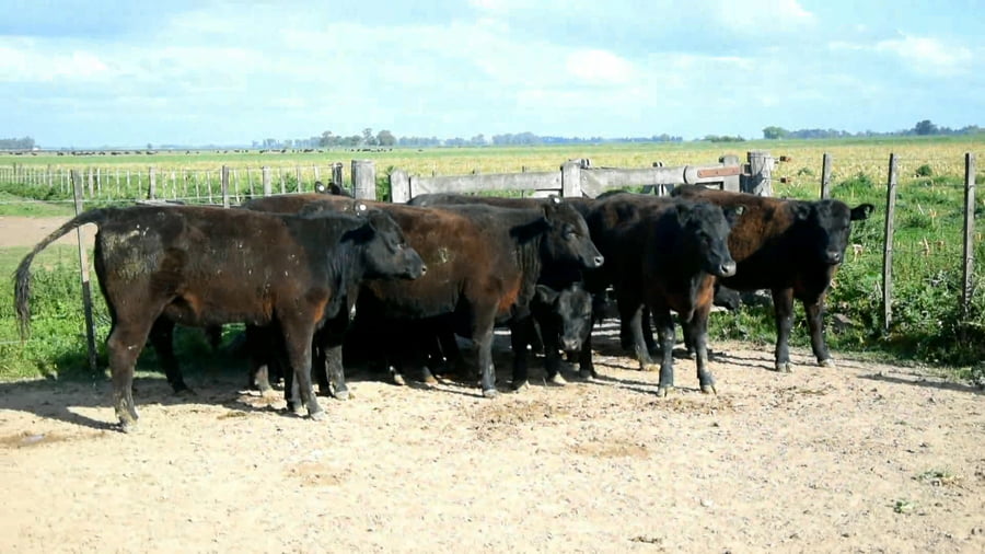 Lote Vaquillonas generales para servicio