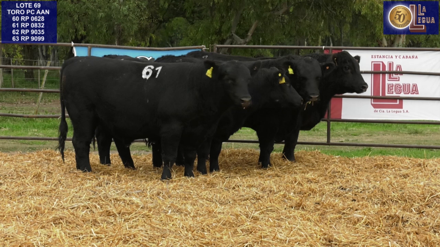 Lote TOROS ANGUS NEGROS PC