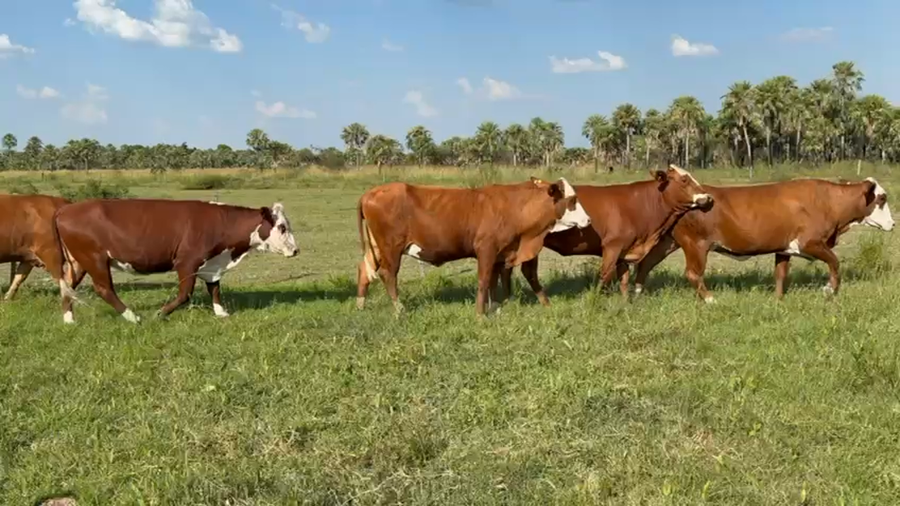 Lote 28 Vientres preñados