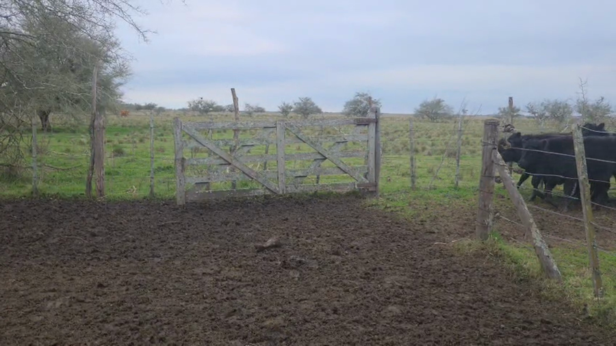 Lote 73 Terneros en Punta Indio, Buenos Aires