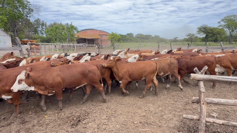 Lote 100 Terneras