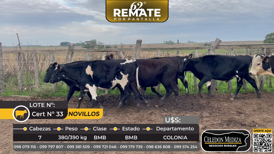 Lote 7 Novillos en La Horqueta, ruta 21,Colonia