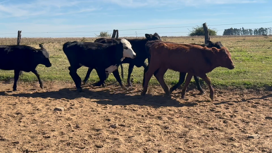 Lote 72 Terneras