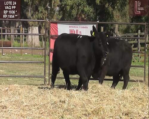 Lote VAQ. A. ANGUS PURAS DE PEDIGREE C/GARANTÍA DE PREÑEZ