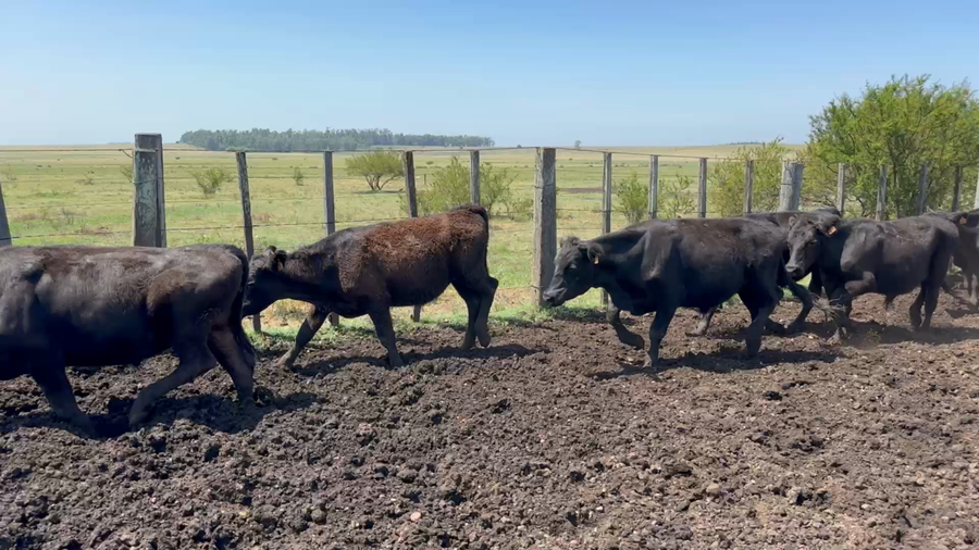 Lote 164 Novillos 1 a 2 años en Tomas Gomenzoro, Artigas