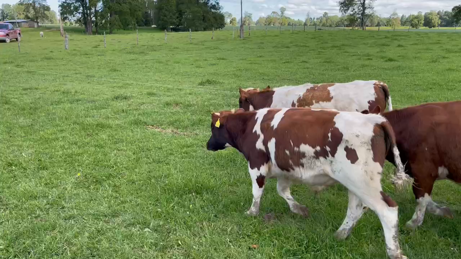 Lote 35 Ternero en Puerto Varas, X Región Los Lagos