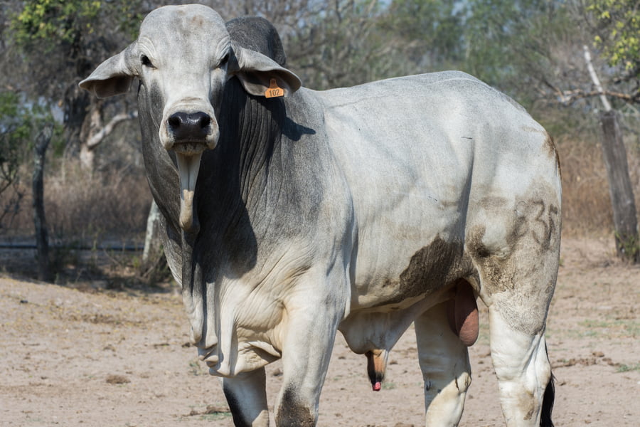 Lote Corral 19 - CABAÑA DON TOMAS