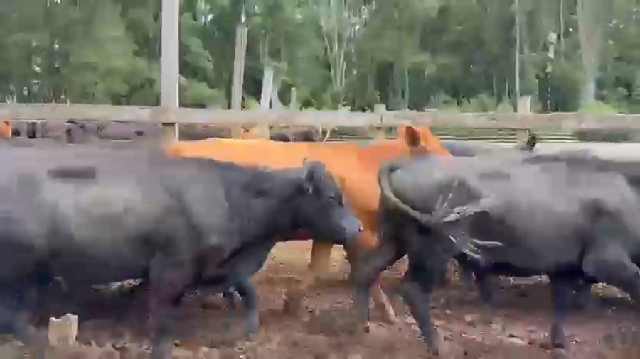 Lote 110 Novillo Engorda en Futrono, XIV Región Los Ríos