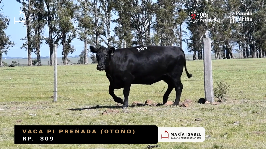 Lote VACAS PI