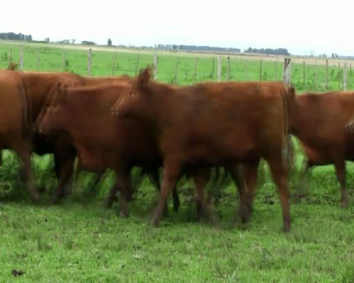 Lote 15 VAQ P/ ENTORAR DE 15 MESES COLORADAS Marca liquida , Genetica STA SERGIA