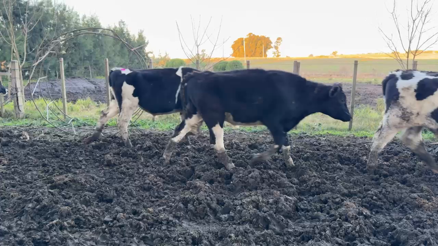 Lote NOVILLOS 1 a 2 AÑOS