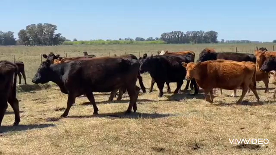 Lote 35 Vacas CUT con cría y preñadas en Gral. Las Heras, Buenos Aires