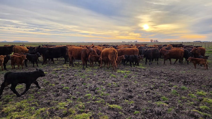 Lote 60 Vaquillonas con cría en Buenos Aires, Balcarce