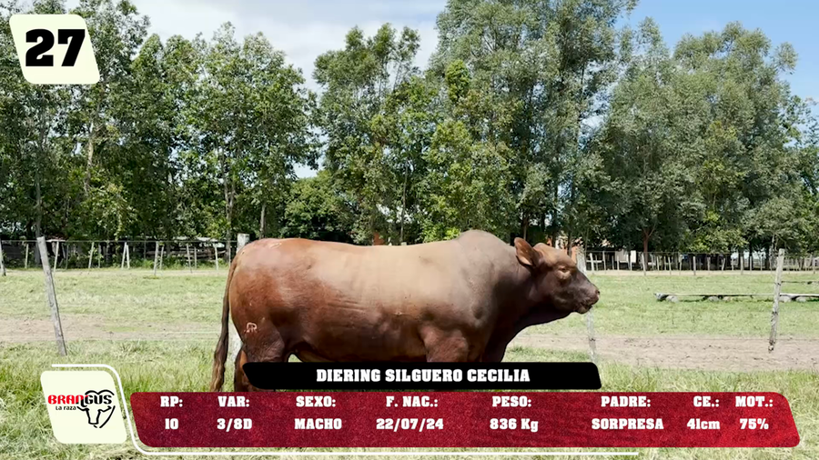 Lote LOTE 27 - DE CAMPO