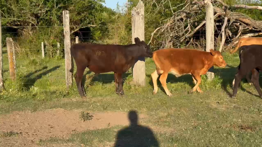 Lote 12 Terneros/as en Corrientes, Curuzu Cuatia