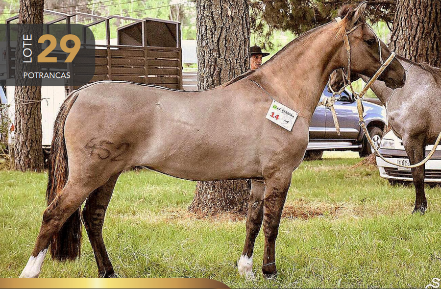 Lote Aquerenciada Señera