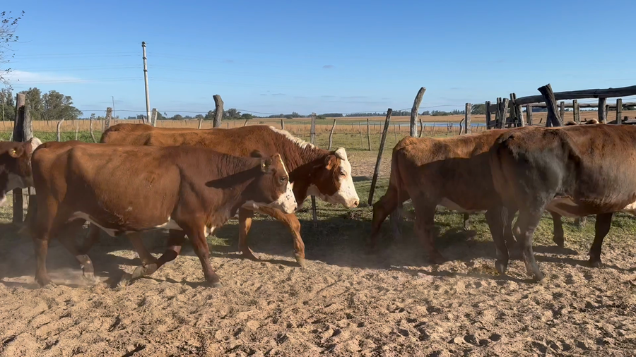 Lote 59 Vacas de invernar