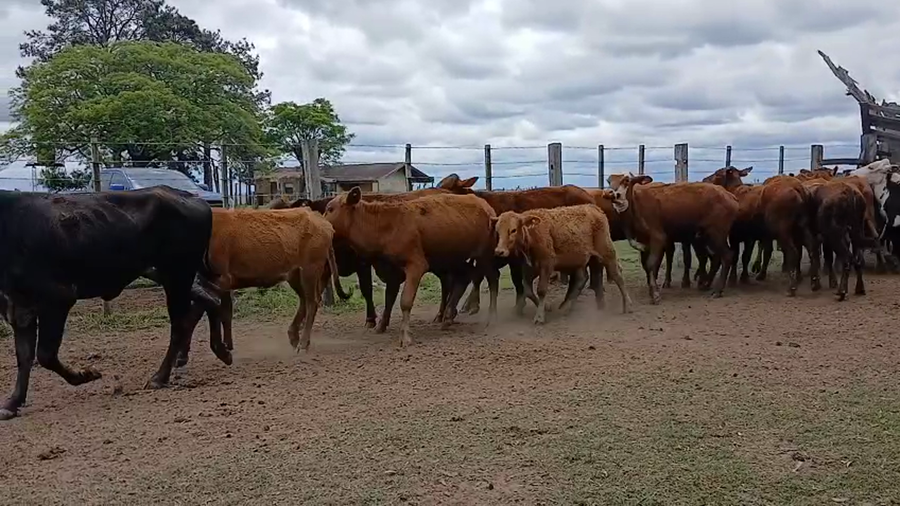 Lote 120 Vaquillonas