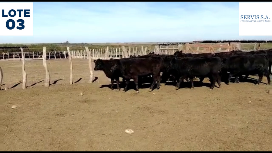 Lote Lote 3 - Servis SA: Vaquillas para entorar