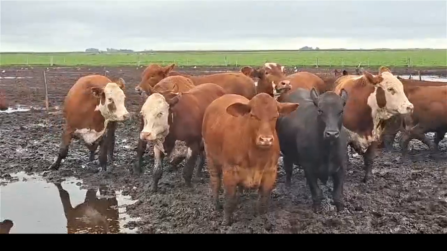 Lote 60 Novillos UE Hilton