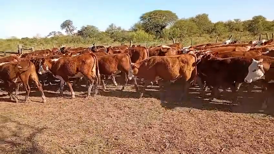 Lote 200 Terneros en Corrientes, Curuzú-Cuatiá