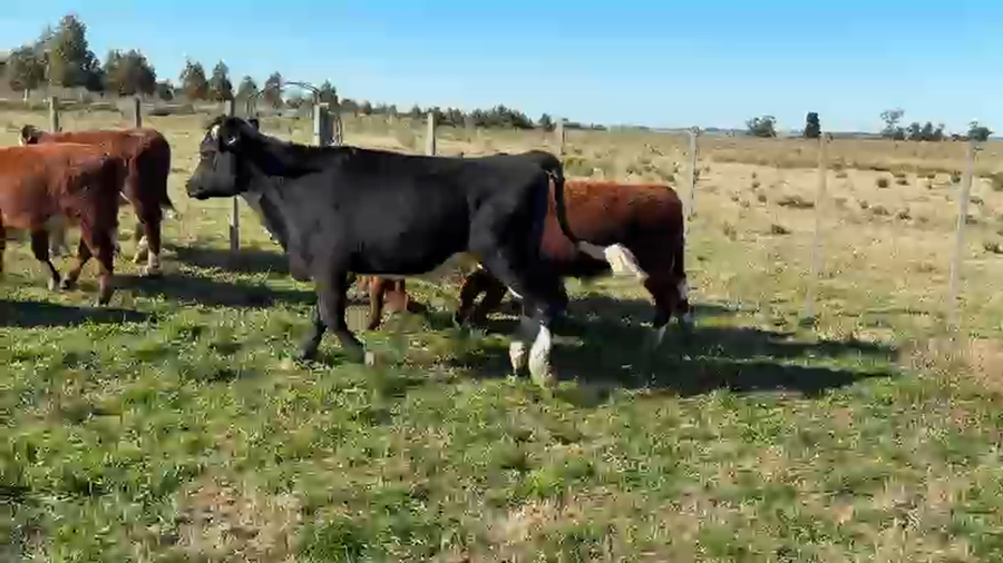 Lote 8 Terneros a remate en Pantalla Aniversario - Escritorio Camy, San José