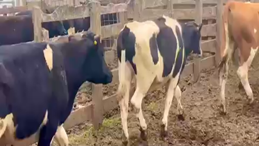 Lote 25 Novillo Engorda en X Región Los Lagos, Purranque