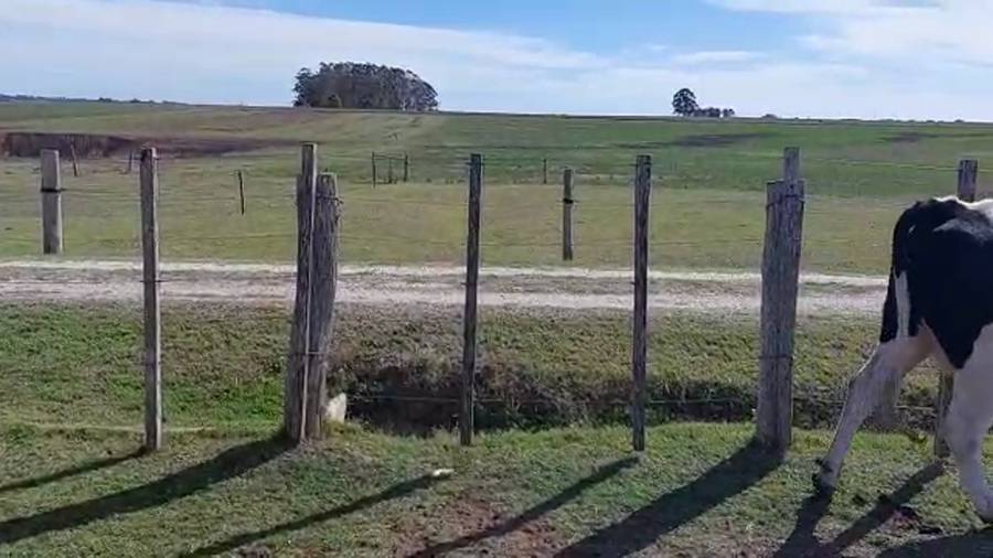 Lote 3 Vaquillonas proximas holando