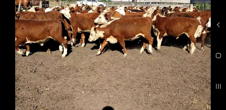 Lote 50 Terneros/as en Villaguay, Entre Ríos